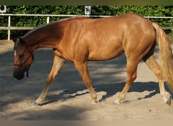 American Quarter Horse, Mare, 4 years, 14.2 hh, Chestnut-Red