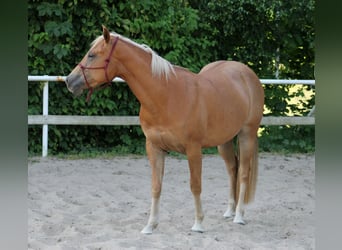 American Quarter Horse, Mare, 4 years, 14.2 hh, Chestnut-Red