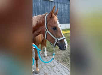 American Quarter Horse, Mare, 4 years, 14.2 hh, Chestnut-Red