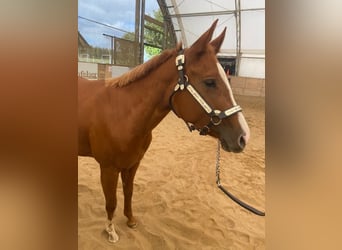 American Quarter Horse, Mare, 4 years, 14.2 hh, Chestnut-Red