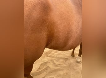 American Quarter Horse, Mare, 4 years, 14,2 hh, Chestnut-Red