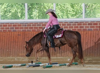 American Quarter Horse, Mare, 4 years, 14.2 hh, Chestnut