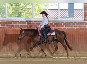 American Quarter Horse, Mare, 4 years, 14.2 hh, Chestnut