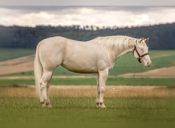 American Quarter Horse, Mare, 4 years, 14,2 hh, Cremello