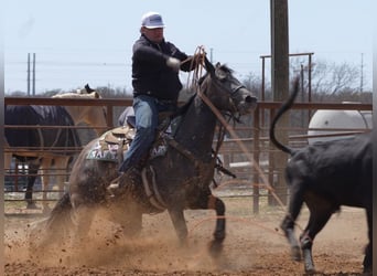 American Quarter Horse, Mare, 4 years, 14.2 hh, Grey