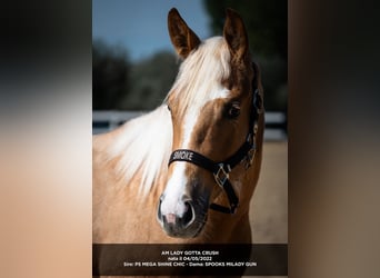 American Quarter Horse, Mare, 4 years, 14.2 hh, Palomino