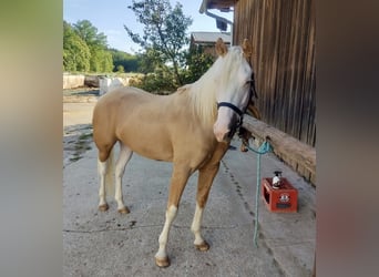 American Quarter Horse, Mare, 4 years, 14.2 hh, Palomino