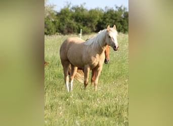 American Quarter Horse, Mare, 4 years, 14,2 hh, Palomino