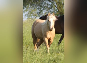 American Quarter Horse, Mare, 4 years, 14,2 hh, Palomino