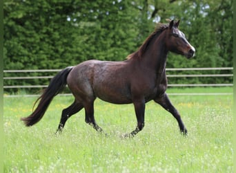 American Quarter Horse, Mare, 4 years, 14.2 hh, Roan-Bay