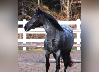 American Quarter Horse Mix, Mare, 4 years, 14.2 hh, Roan-Blue