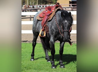 American Quarter Horse Mix, Mare, 4 years, 14.2 hh, Roan-Blue