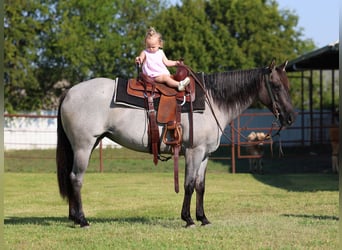 American Quarter Horse, Mare, 4 years, 14.2 hh, Roan-Blue