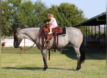 American Quarter Horse, Mare, 4 years, 14.2 hh, Roan-Blue