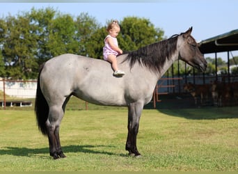 American Quarter Horse, Mare, 4 years, 14.2 hh, Roan-Blue