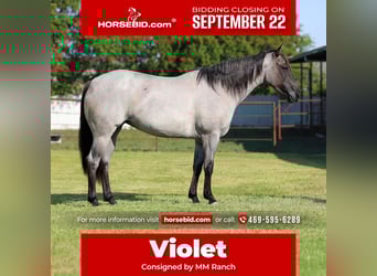 American Quarter Horse, Mare, 4 years, 14.2 hh, Roan-Blue