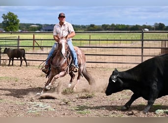 American Quarter Horse, Mare, 4 years, 14,2 hh, Roan-Red