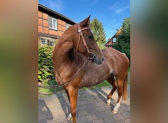 American Quarter Horse, Stute, 4 Jahre, 14,2 hh, Roan-Red