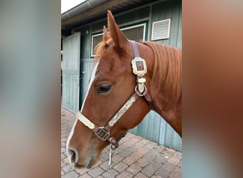 American Quarter Horse, Stute, 4 Jahre, 14,2 hh, Roan-Red