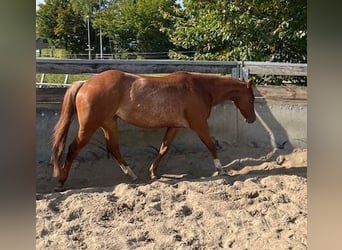 American Quarter Horse, Stute, 4 Jahre, 14,2 hh, Roan-Red