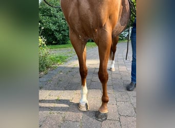 American Quarter Horse, Stute, 4 Jahre, 14,2 hh, Roan-Red