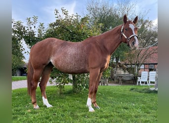 American Quarter Horse, Stute, 4 Jahre, 14,2 hh, Roan-Red