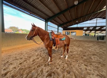 American Quarter Horse, Stute, 4 Jahre, 14,2 hh, Roan-Red