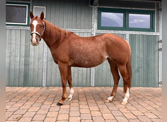 American Quarter Horse, Stute, 4 Jahre, 14,2 hh, Roan-Red