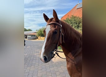 American Quarter Horse, Stute, 4 Jahre, 14,2 hh, Roan-Red