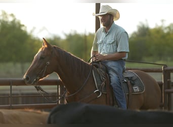 American Quarter Horse, Mare, 4 years, 14.2 hh, Sorrel