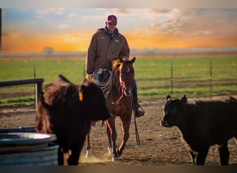 American Quarter Horse, Mare, 4 years, 14.3 hh, Bay