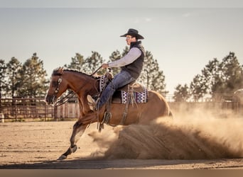 American Quarter Horse, Mare, 4 years, 14,3 hh, Bay