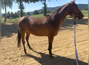 American Quarter Horse, Mare, 4 years, 14.3 hh, Brown