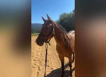 American Quarter Horse, Mare, 4 years, 14.3 hh, Brown