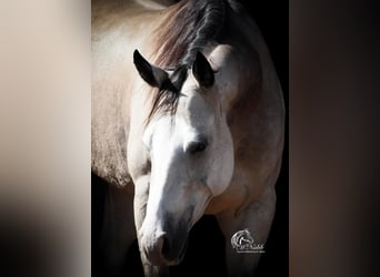 American Quarter Horse, Mare, 4 years, 14.3 hh, Buckskin