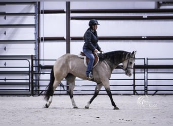 American Quarter Horse, Mare, 4 years, 14.3 hh, Buckskin