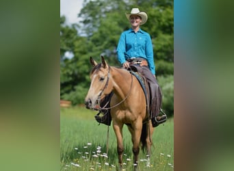 American Quarter Horse, Mare, 4 years, 14.3 hh, Buckskin