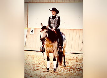 American Quarter Horse, Mare, 4 years, 14,3 hh, Buckskin