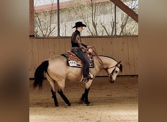 American Quarter Horse, Mare, 4 years, 14,3 hh, Buckskin