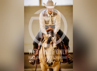 American Quarter Horse, Mare, 4 years, 14,3 hh, Buckskin