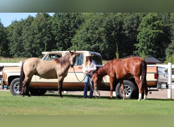 American Quarter Horse, Mare, 4 years, 14.3 hh, Chestnut-Red
