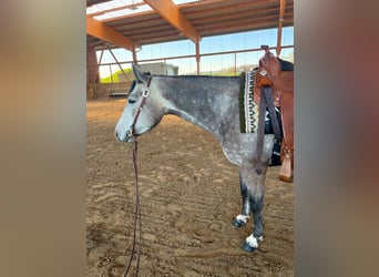 American Quarter Horse, Mare, 4 years, 14.3 hh, Gray