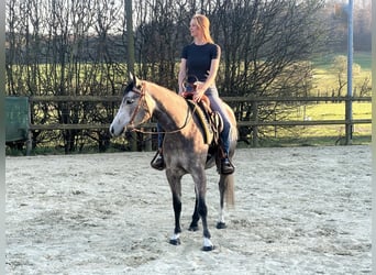 American Quarter Horse, Mare, 4 years, 14.3 hh, Gray