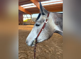 American Quarter Horse, Mare, 4 years, 14.3 hh, Gray
