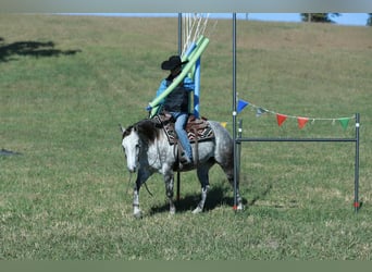 American Quarter Horse, Mare, 4 years, 14.3 hh, Grey