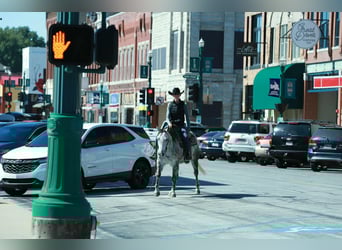 American Quarter Horse, Mare, 4 years, 14.3 hh, Grey