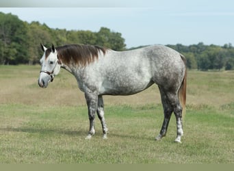 American Quarter Horse, Mare, 4 years, 14.3 hh, Grey