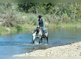 American Quarter Horse, Mare, 4 years, 14.3 hh, Grey
