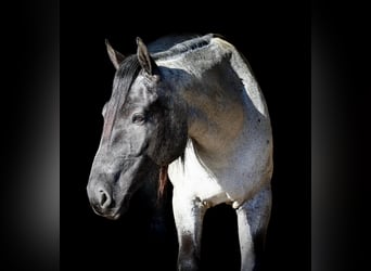 American Quarter Horse, Mare, 4 years, 14,3 hh, Roan-Blue