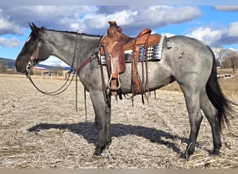 American Quarter Horse, Mare, 4 years, 14,3 hh, Roan-Blue